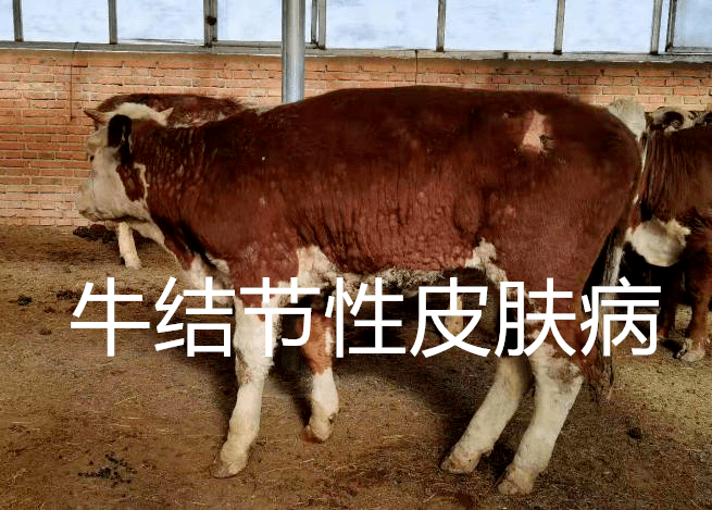 机主有病毒记住牛-校园病毒肆虐：防不胜防